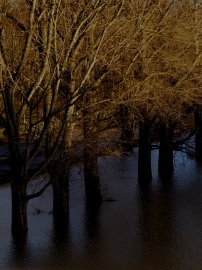 watertrees